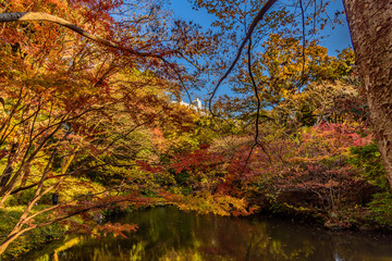 Obraz premium 六義園の紅葉