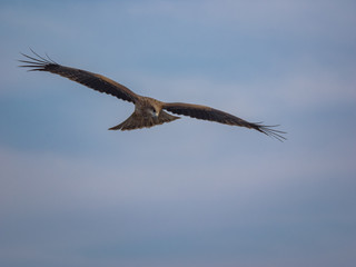 鳶の狩り