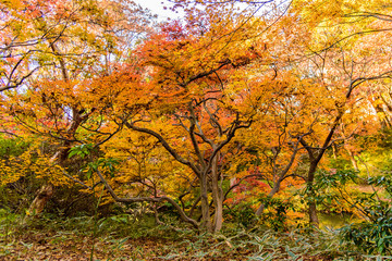 Fototapeta premium 六義園の紅葉