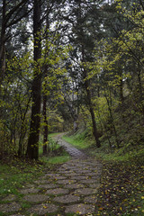 Fototapeta premium Camino que atraviesa un bosque.