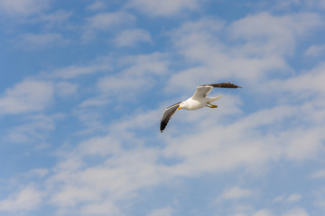 seagull and sky