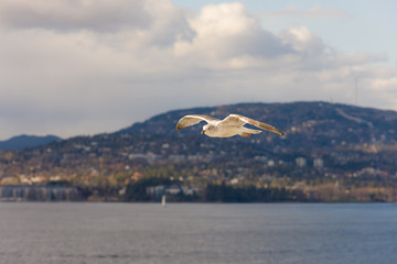 flying seagull at the seashore
