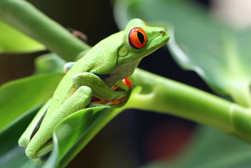 green frog with red eyes
