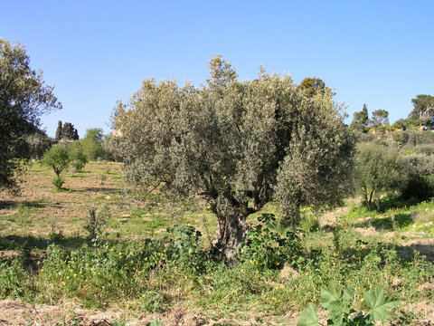 Alter Olivenbaum im Tal der Tempel Agrigent