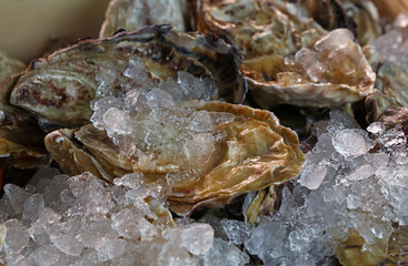 Fresh big raw oysters on ice