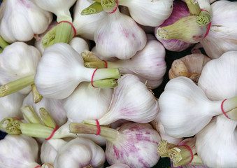Bunch of fresh garlic bulbs sale on retail market