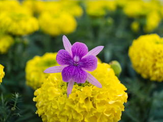 Purple Ivy on Yellow Calendul