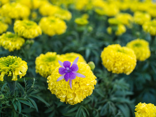 Purple Ivy on Yellow Calendul