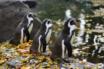 Group of penguins in Prague zoo staying just on the rock by the swiming pool. Picture taken in the...