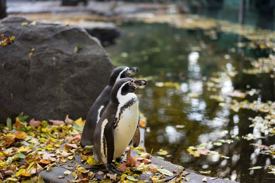 Group of penguins in Prague zoo staying just on the rock by the swiming pool. Picture taken in the autumn before christmas holidays in the sunny but cold and freeze day.