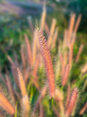 Grass Flowers Field in The Countryside