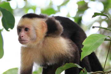 capuchin in Costa Rica
