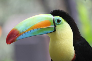 Beautiful toucan