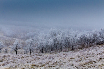 Frozen trees on the hill