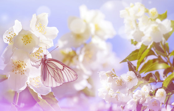 Spring landscape. Natural background with butterfly on the branch of blooming jasmine.