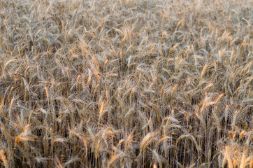 Ripe ears of wheat at sunset, background