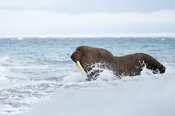 Walrus on a snow covered beach in svalbard - 131496632