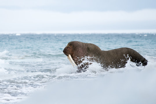 Walrus on a snow covered beach in svalbard