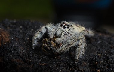 Beautiful spider perched on the floor.