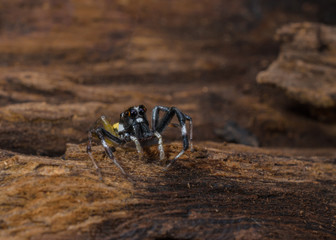 Beautiful spider perched on Wooden floor.