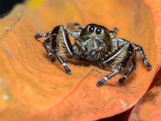 Beautiful spider perched on red background.