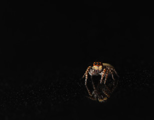 Beautiful spider perched on the floor.