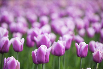 Spring background with purple tulips. Nature