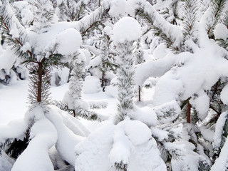 Snow on the branches of the pine trees