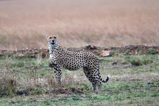 Cheetah standing in the savannah and looking out for prey