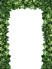 arch of climbing green plant isolated on white background