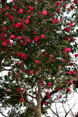 Camellia flower