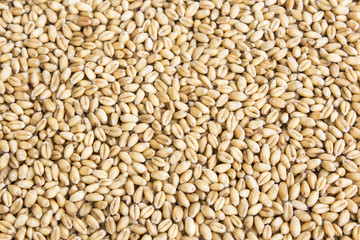 Grains of Wheat as Background
