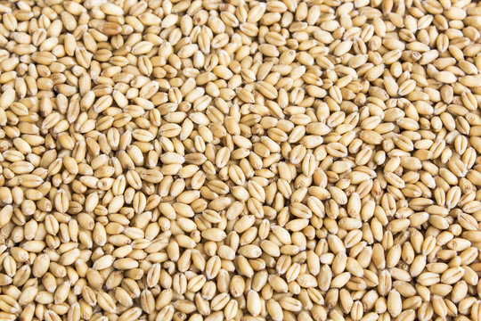 Grains of Wheat as Background