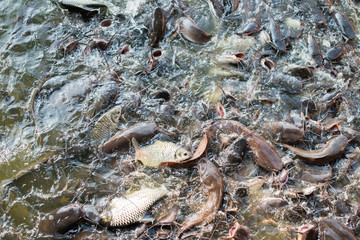 Catfish in temple area