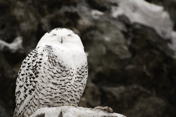 Snowy Owl