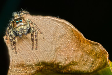 Spider