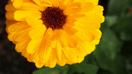 A yellow Chrysanthemum in a yard