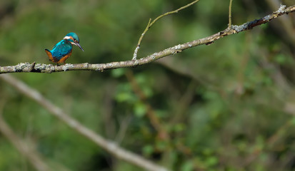 Common kingfisher in environment