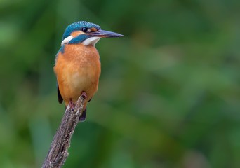 Common kingfisher posing with intent stare