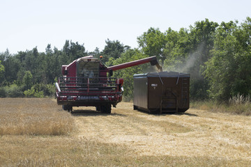 harvest