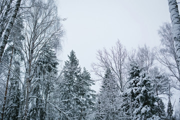 snowy forest on the background of sky