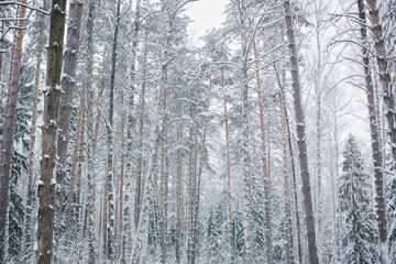 snowy forest on the background of sky