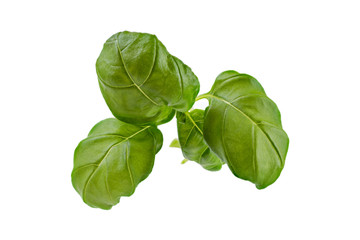 freigestellte Blätter vom Basilikum