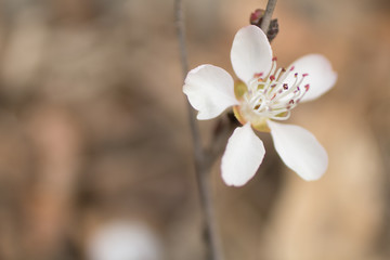 Fototapeta na wymiar peach blossom 