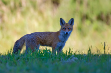 Red fox posing in harsh light