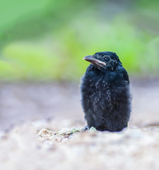 Crow-billed Drongo(Dicrurus annectans), baby bird on Ground in nature.
