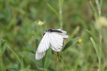 two butterflies