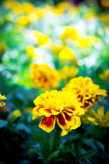 Marigold flowers in the garden select focus style