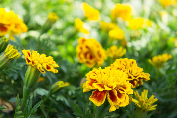 Marigold flowers in the garden select focus style