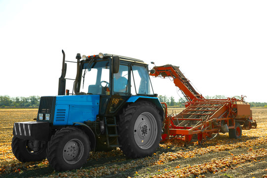 Onion harvesting with modern agricultural equipment in field